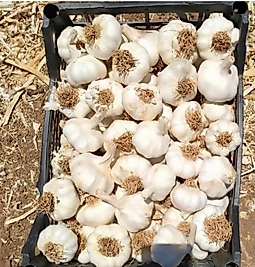 Gaziantep Araban Sarımsağı